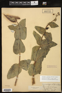 Image of Asclepias cordifolia
