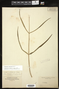 Image of Asclepias lanceolata