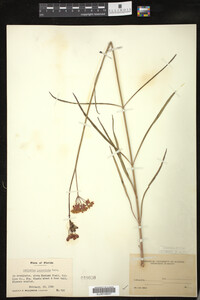 Asclepias lanceolata image