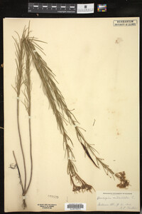 Image of Asclepias verticillata