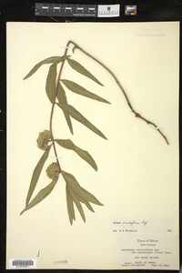 Asclepias viridiflora var. lanceolata image