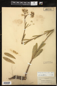 Image of Asclepias connivens
