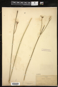 Image of Asclepias subulata