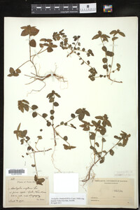 Image of Acalypha chamaedrifolia