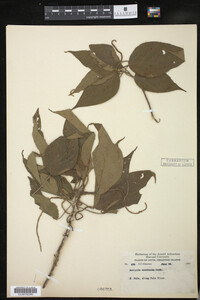 Image of Acalypha amentacea
