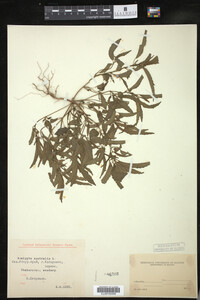 Image of Acalypha australis