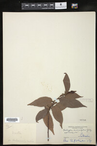 Image of Acalypha diversifolia