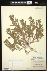 Image of Acalypha rhomboidea