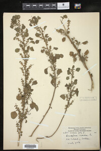 Image of Acalypha indica