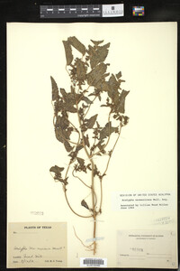 Image of Acalypha neomexicana
