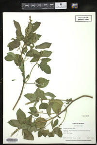 Acalypha ostryaefolia image