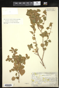 Image of Acalypha californica