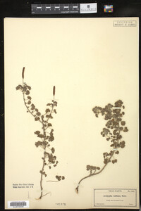 Image of Acalypha radians