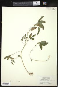 Image of Acalypha virginica