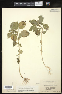 Acalypha ostryaefolia image