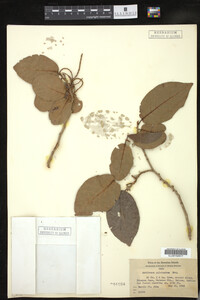 Image of Antidesma pulvinatum