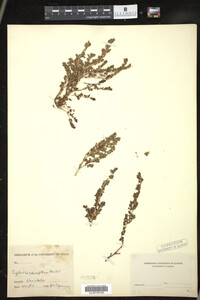 Image of Euphorbia adenoptera