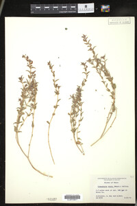 Image of Euphorbia acuta