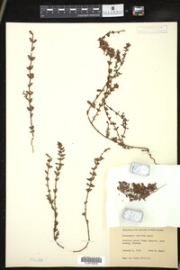 Euphorbia conferta image
