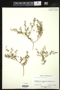 Euphorbia missurica image