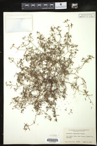 Euphorbia missurica image
