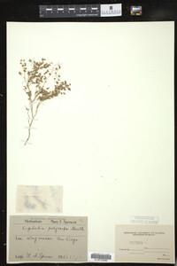 Chamaesyce polycarpa image