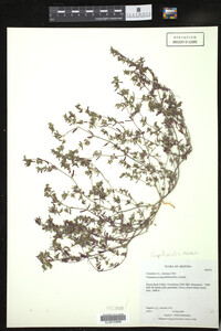 Chamaesyce serpyllifolia image
