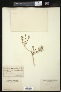 Chamaesyce serpyllifolia image