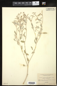 Croton californicus image