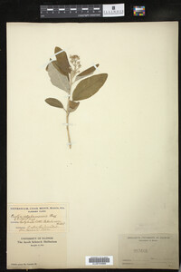 Image of Croton alabamensis