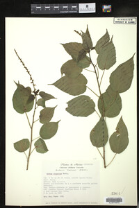 Image of Croton adspersus