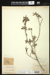 Croton incanus image