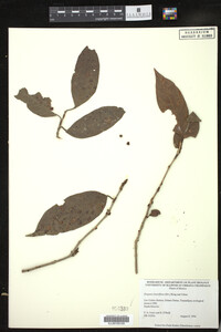 Image of Drypetes lateriflora