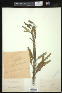 Image of Euphorbia alcicornis