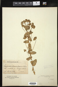 Euphorbia agraria image