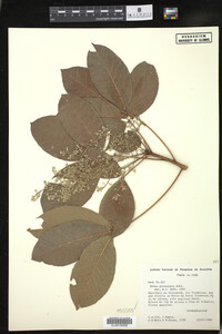 Hevea guianensis image