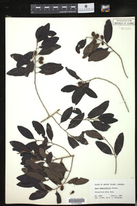 Image of Pera bumeliifolia