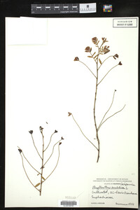 Image of Phyllanthus emblica