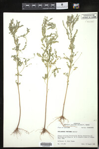 Image of Phyllanthus fraternus