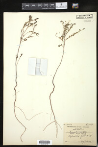 Image of Phyllanthus garberi