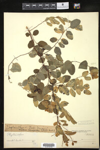 Image of Phyllanthus nivosus