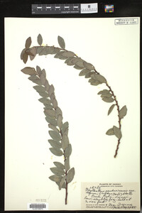Image of Phyllanthus distichus