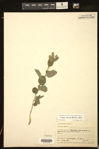 Image of Tragia betonicifolia
