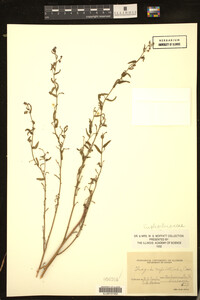 Image of Tragia nepetifolia