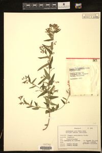 Tragia urticifolia image