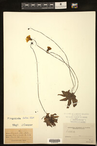 Image of Pinguicula lutea