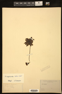 Pinguicula lutea image