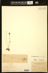Pinguicula pumila image