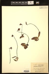 Image of Pinguicula vulgaris
