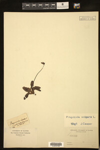Pinguicula vulgaris image
